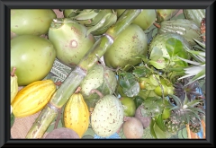 Vortrag Früchte Amazoniens