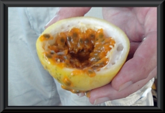 Maracuja / Passionsfrucht (Passiflora edulis)