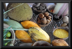 Vortrag Früchte Amazoniens