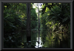 Rio Ariau