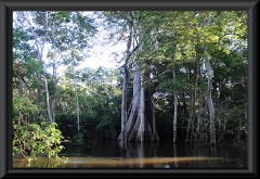 Rio Ariau