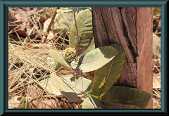 Brasilien_2013_02215