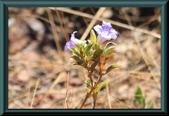 Brasilien_2013_02216