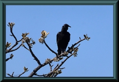 Rabengeier (Coragyps atratus)