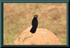 Glattschnabelani (Crotophaga ani)