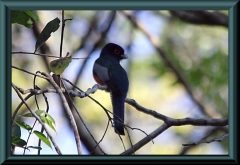 Grünmanteltrogon (Trogon viridis)?