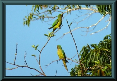 Brasilien_2013_02528