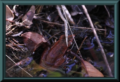 Frosch statt Fisch