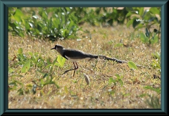 Bronzekiebitz (Vanellus chilensis)