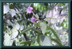 Brasilien_2013_03216