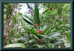 Brasilien_2013_03228