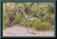 Rotfußseriema (Cariama cristata)