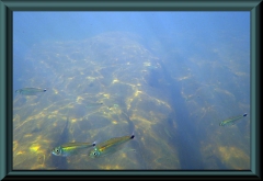 Brasilien_2013_03427