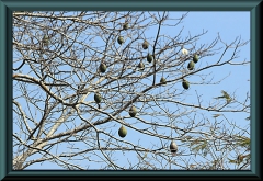 Brasilien_2013_04211