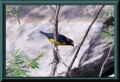 Finschorganist (Euphonia finschi), männlich