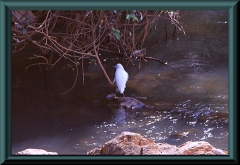 Kuhreiher (Bubulcus ibis)