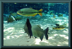 Piraputanga (Brycon hilarii), Schwarzer Pacu (Colossoma macropomum), See-Leporinus (Leporinus lacustris)