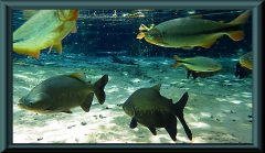 Piraputanga (Brycon hilarii), Schwarzer Pacu (Colossoma macropomum)