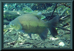 Schwarzer Pacu (Colossoma macropomum)