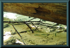 Gestreifter Leporinus (Leporinus striatus)