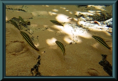 Gestreifter Leporinus (Leporinus striatus)