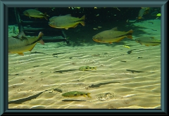 Piraputanga (Brycon hilarii), See-Leporinus (Leporinus lacustris)