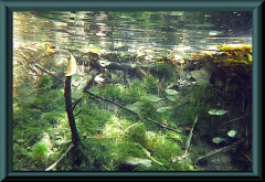 Astyanax sp.