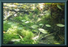 Astyanax sp.