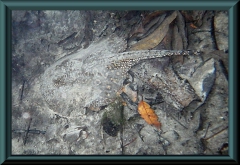 Potamotrygon falkneri