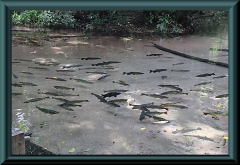 Brasilien_2013_04423