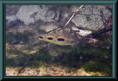 See-Leporinus (Leporinus lacustris)