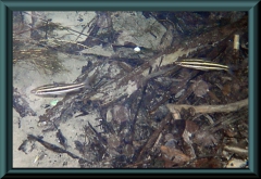 Gestreifter Leporinus (Leporinus striatus)