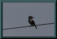 Braun gebänderter Puffbird (Notharchus ordii)