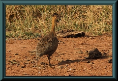 Pampahuhn (Rhynchotus rufescens)