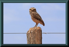 Kanincheneule (Athene cunicularia)