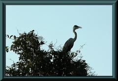 Cocoi-Reiher(Ardea cocoi)