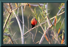 Rotbrust-Schwarzvogel (Sturnella militaris)