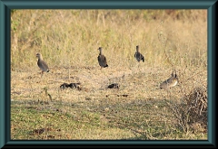 Bronzekibitz (Vanellus chilensis)