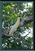 Kappenreiher (Pilherodius pileatus)