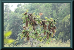 Nester von und mit Gelbrücken-Stirnvogel (Cacicus cela)