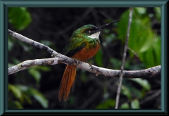 Rotschwanz-Glanzvogel (Galbula ruficauda)