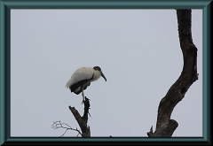 Waldstorch (Mycteria americana)