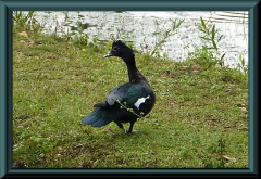 Moschusente (Cairina moschata)