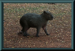 Capibara