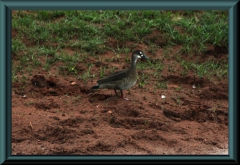 Rotschulterente (Callonetta leucophrys)?