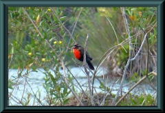 Rotbrust-Schwarzvogel (Sturnella militaris)