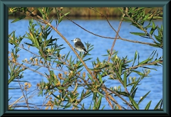 Weißkopf-Sumpf Tyrann (Arundinicola leucocephala)