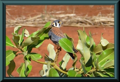 Buntfalke (Falco sparverius)