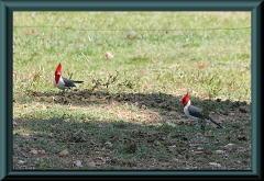 Kardinalsvogel (Paroaria coronata)