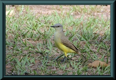 Graslandtyrann (Machetornis rixosa)